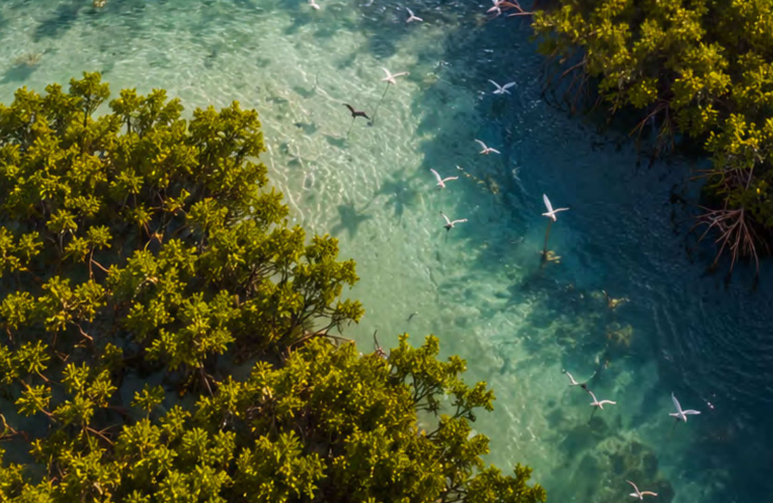 02 Biodiversity — L'infrastruttura vivente